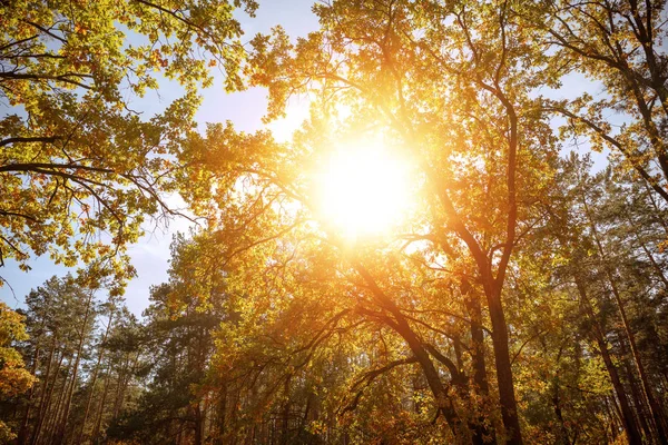 Đi bộ và vận động ngoài trời: Tăng cường sức khỏe và năng lượng